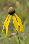 Pinnate prairie coneflower